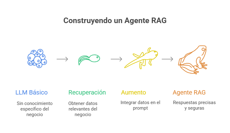 Infografía sobre la construcción de un agente RAG, mostrando la evolución desde un LLM básico sin conocimiento específico hasta un agente RAG que ofrece respuestas precisas y seguras, con ilustraciones de organismos en cada etapa.